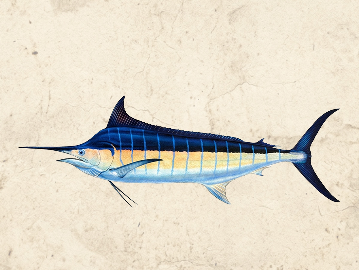 Marlin (Black)