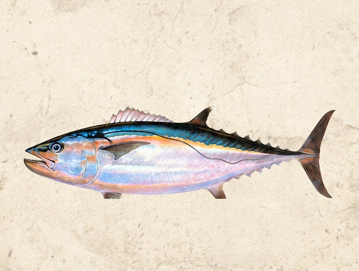 Tuna (Bigeye)